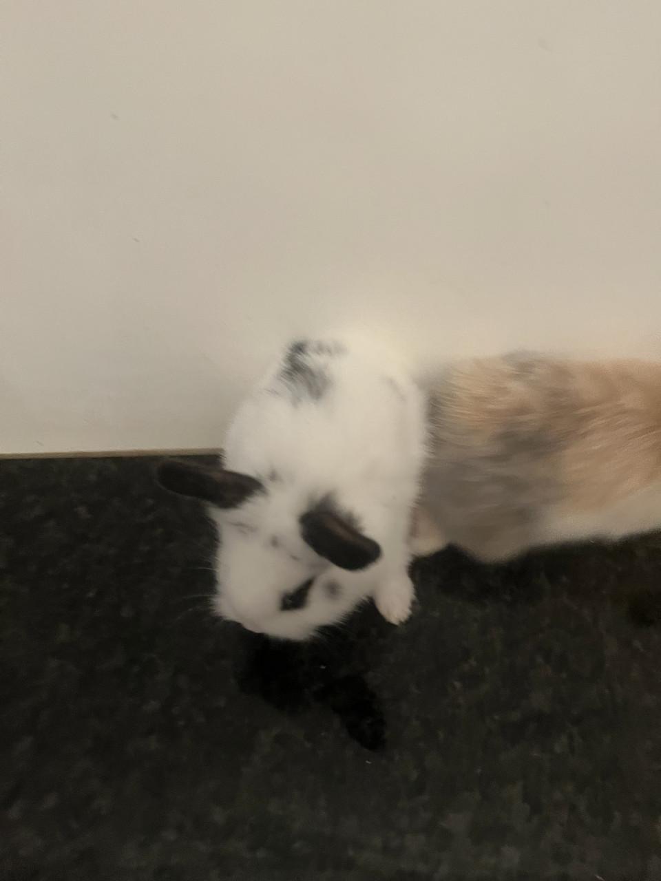 Baby konijnen te koop