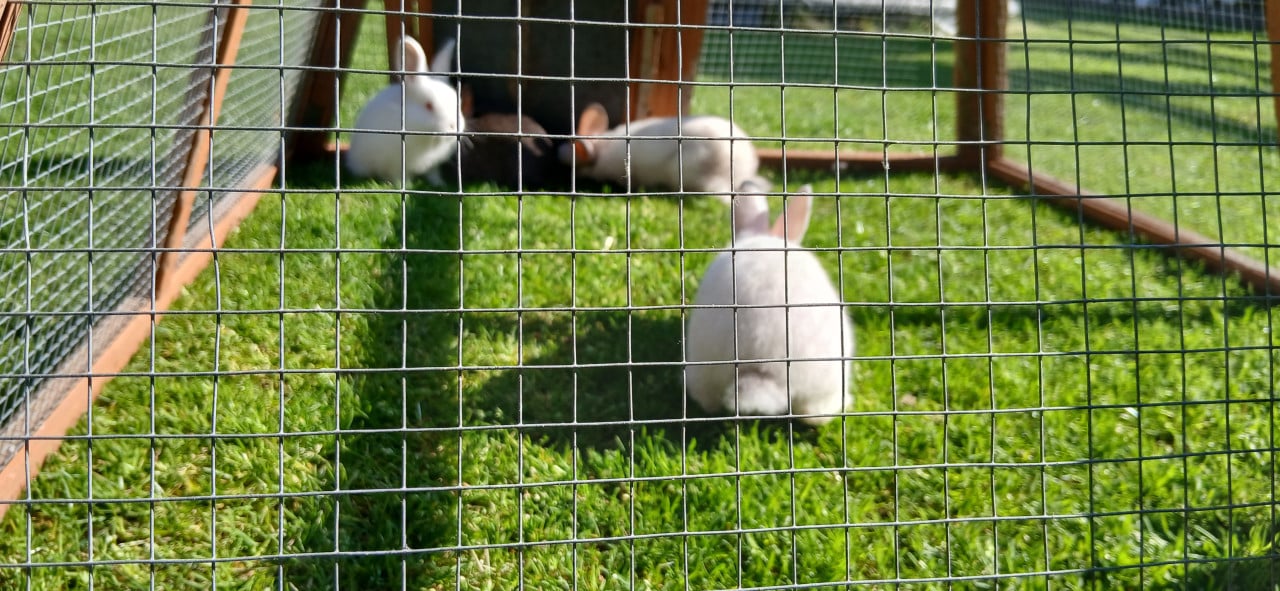 Lieve tamme kindvriendelijke jonge konijntjes