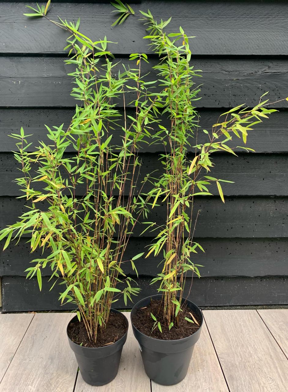 Zwarte bamboe in pot per stuk 7,50