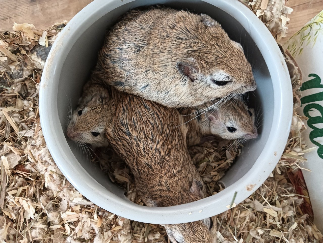 Gerbils