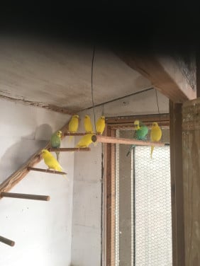 Grasparkiet, poppen forse vogels .
