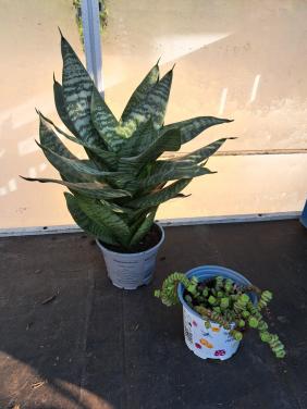 2 KAMER VETPLANTEN