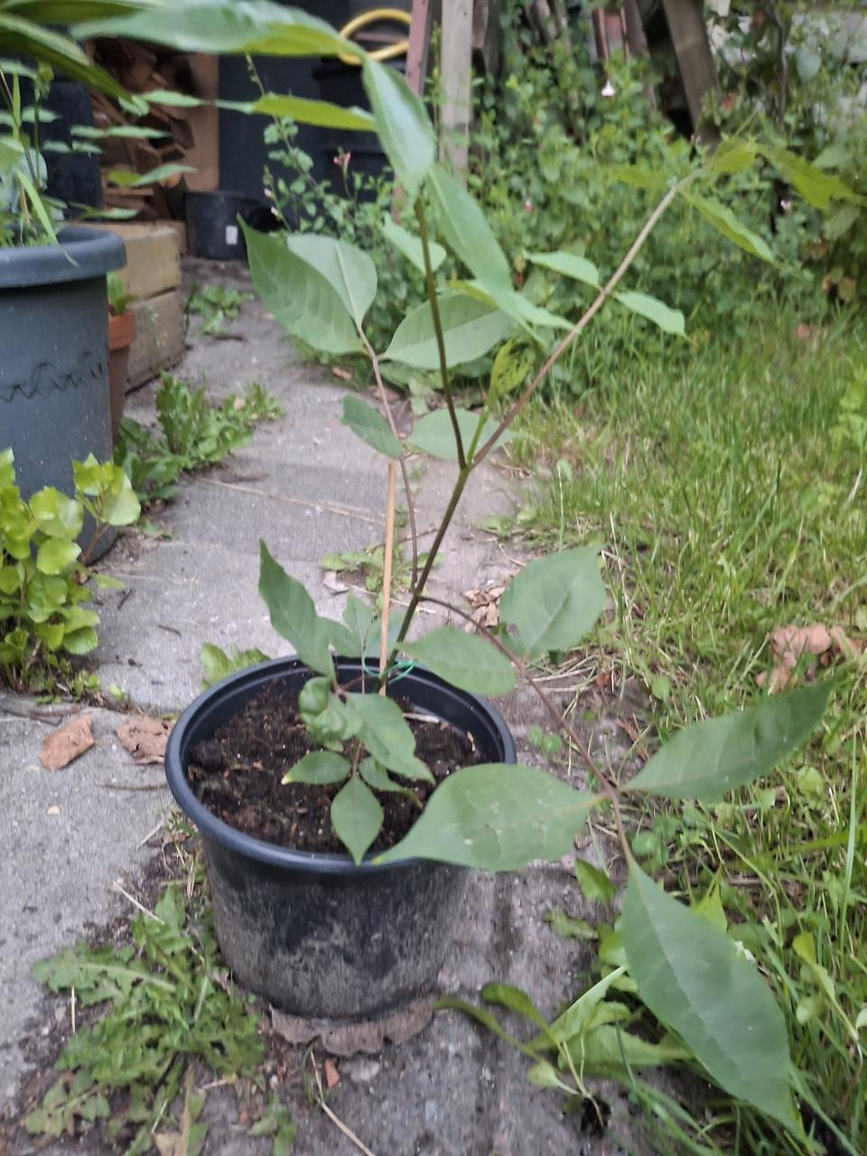 Bijenboom