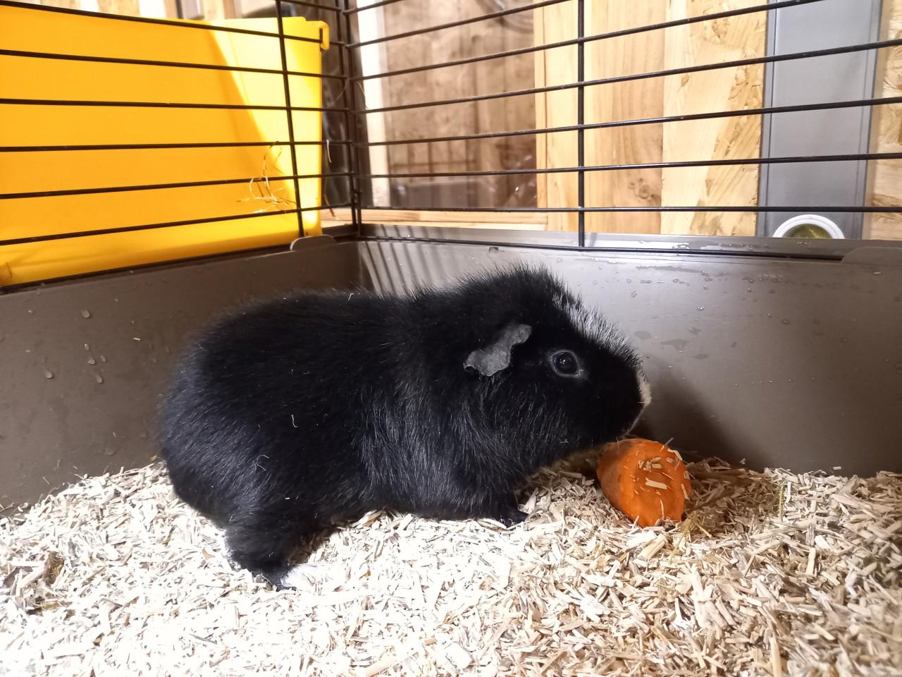Cavia beren incl. hok