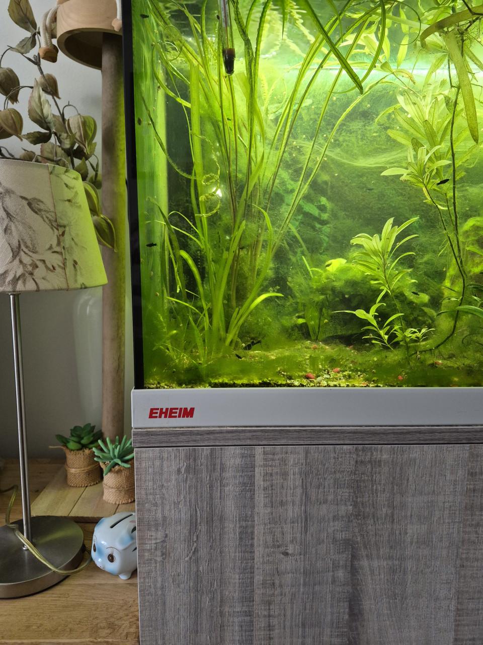 Aquarium ( Gereserveerd )