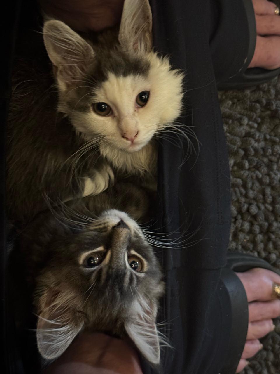 5 maine coon kittens mogen vanaf 12 sept weg.