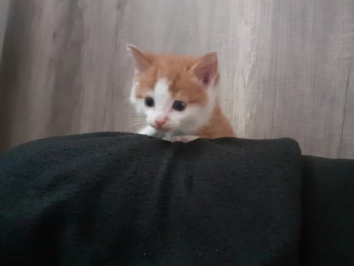 Kittens
