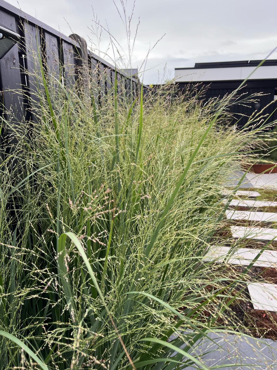 Vingergras, Panicum virgatum Northwind