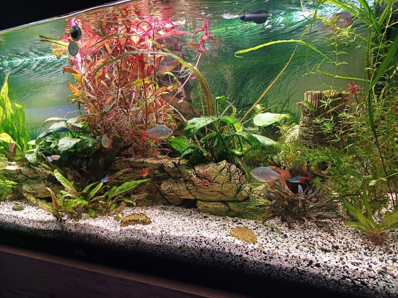 Geheel compleet draaiend Aquarium met garantie bonnen