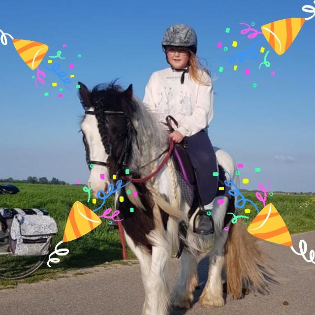 Tinker merrie te koop