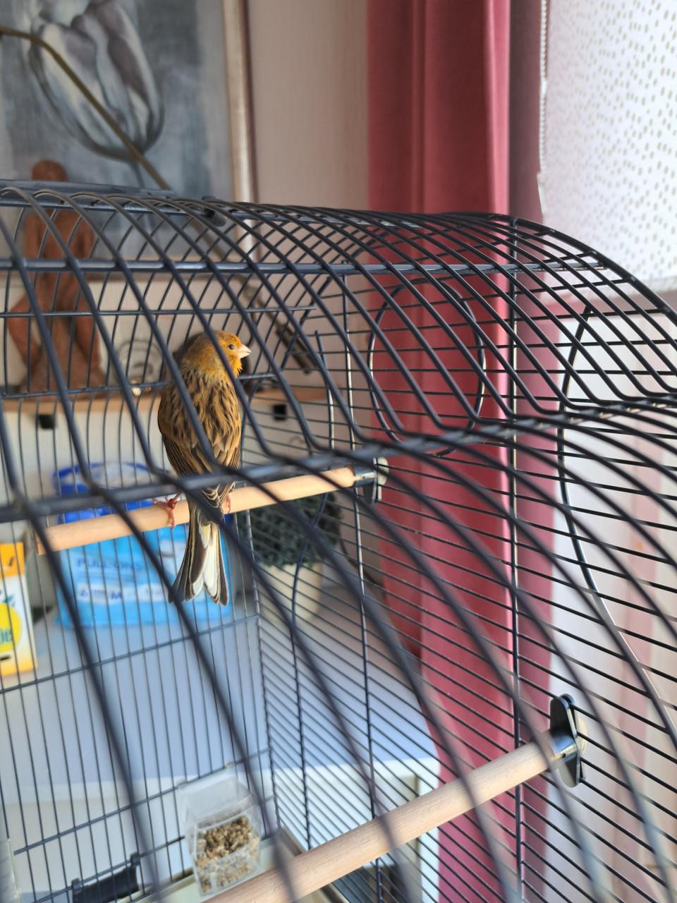 Vogelkooi op standaard