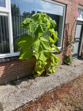 Te koop mooie Anna Paulona boom