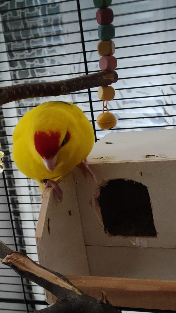 GEVRAAGD !!!! Broedrijpe Kakariki pop