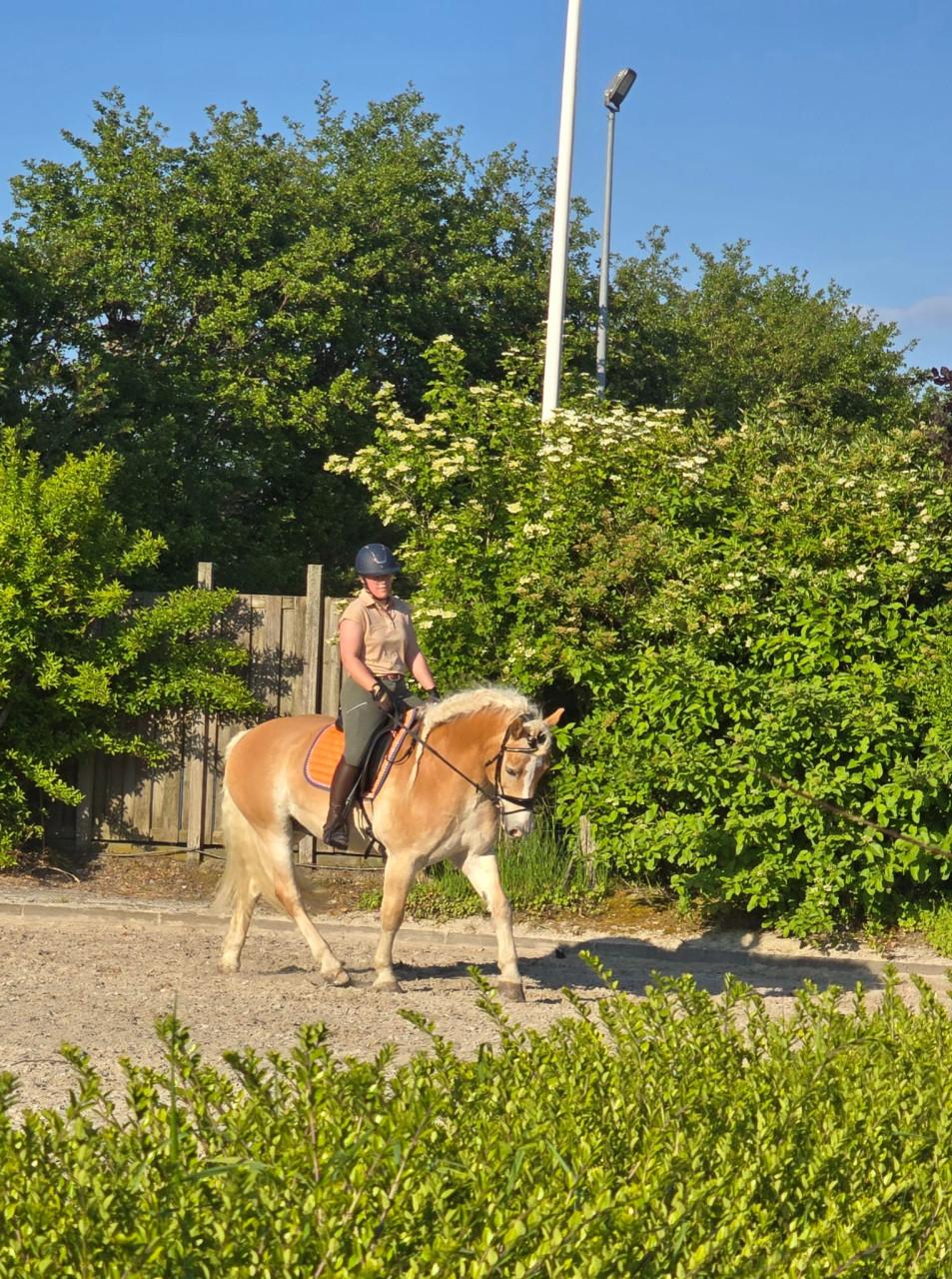 Bijrijdpaard gezocht