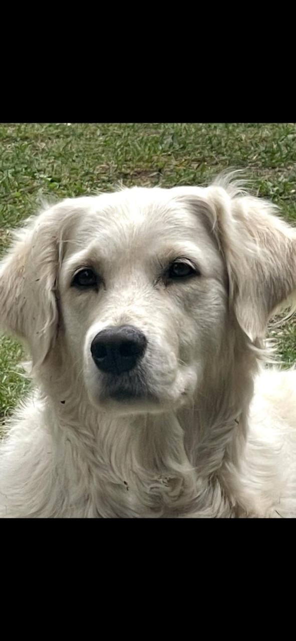 Mooie Golden retriever puppy’s