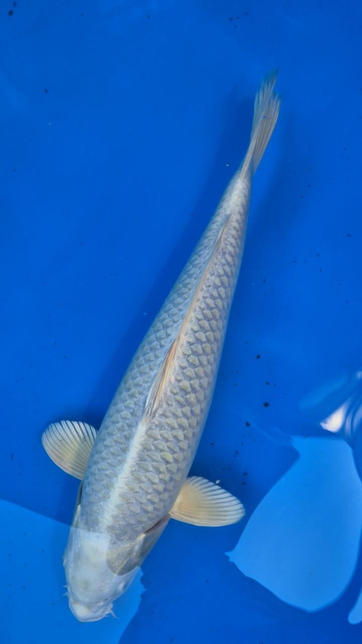 Platinum ogon mukashi ogon female sakazume 55-57 cm