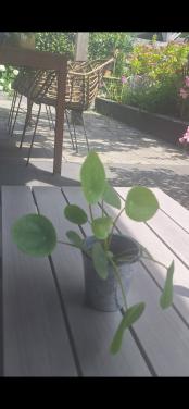 Pannenkoekplant