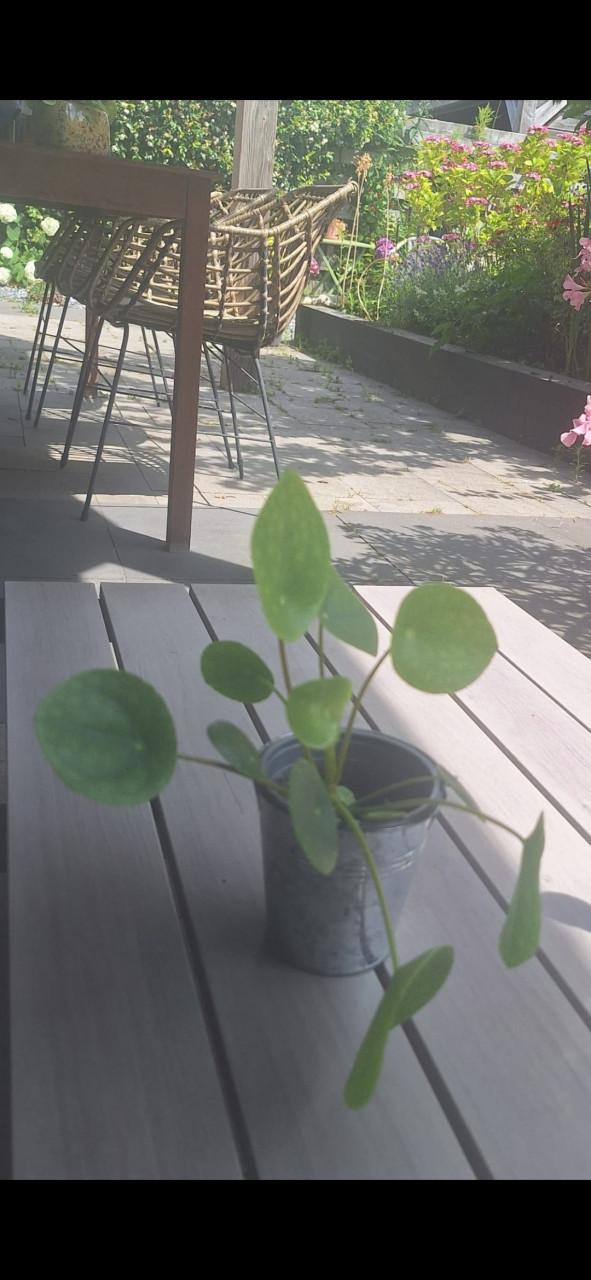 Pannenkoekplant