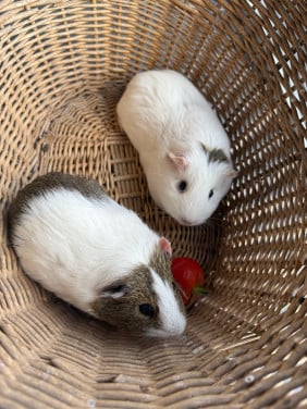 2 vrouwtjes cavia’s