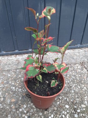 Houttuynia cordata