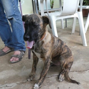 FERNANDO- Portugese rescue dog zoekt een fijn thuis