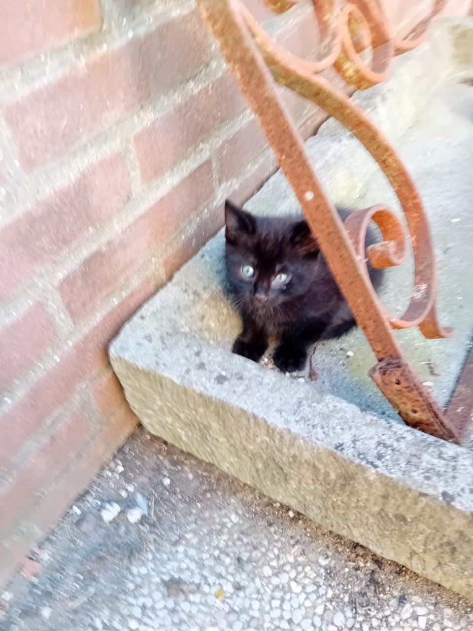 Kittens
