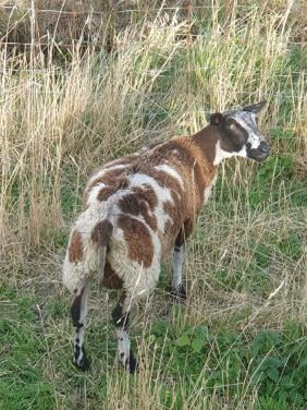 Schaap schapen ram bont dekram