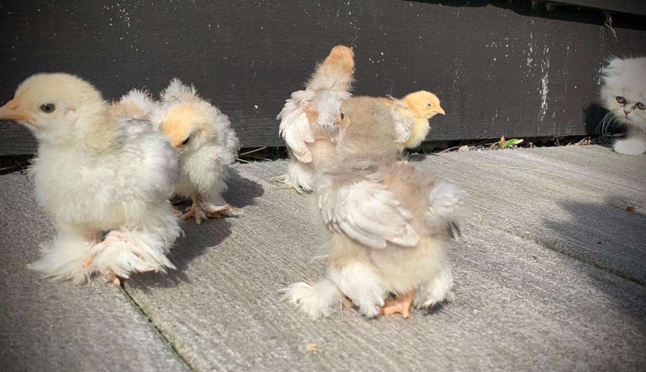 Lieve  jonge Cochin kuikens supertam