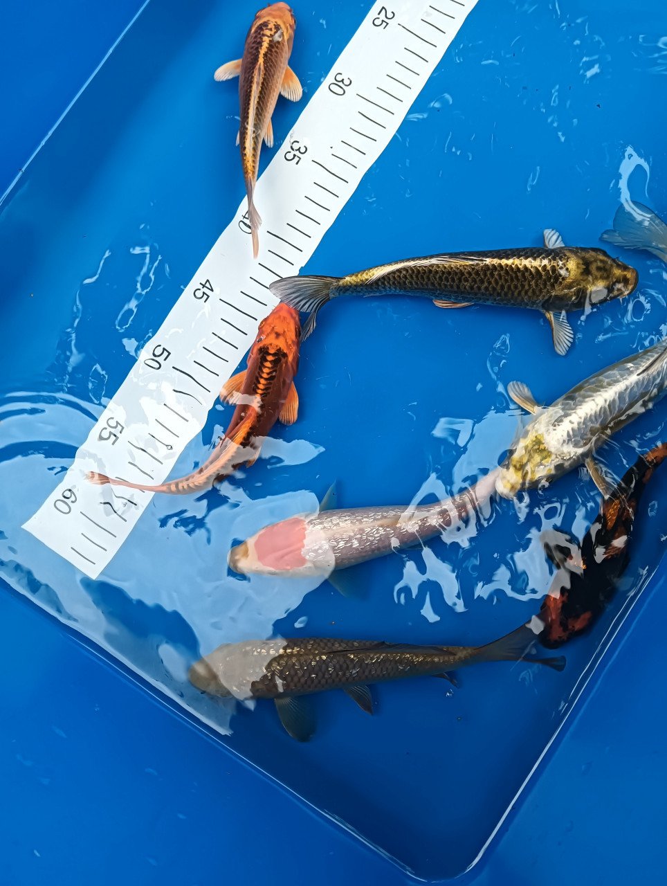 Japanse koi tosai
