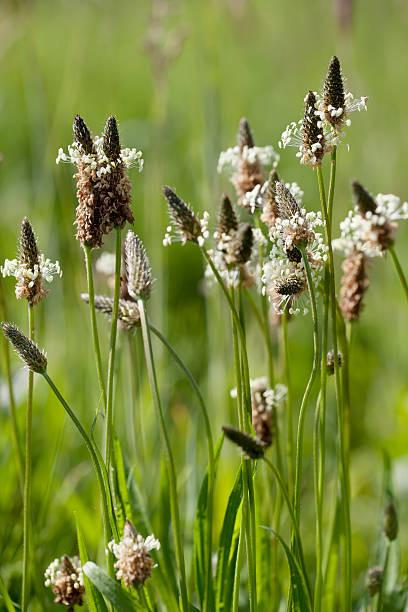 Zaden Smalle Weegbree - Plantago Lanceolata BIO