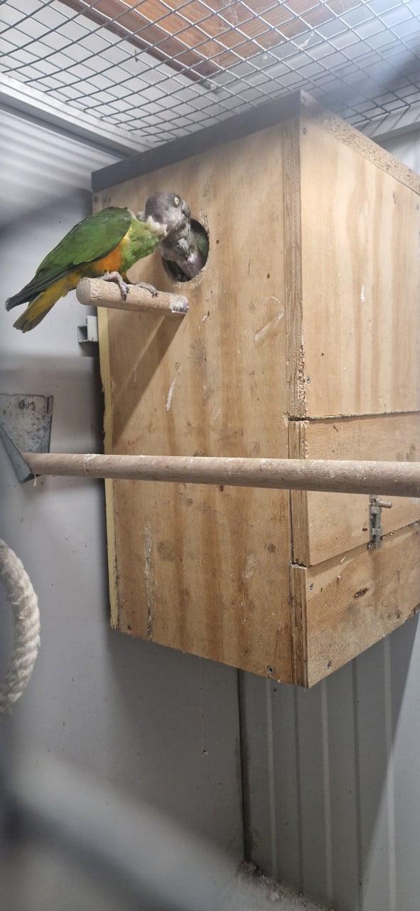 Koppel Senegal papegaai (bonte boer)