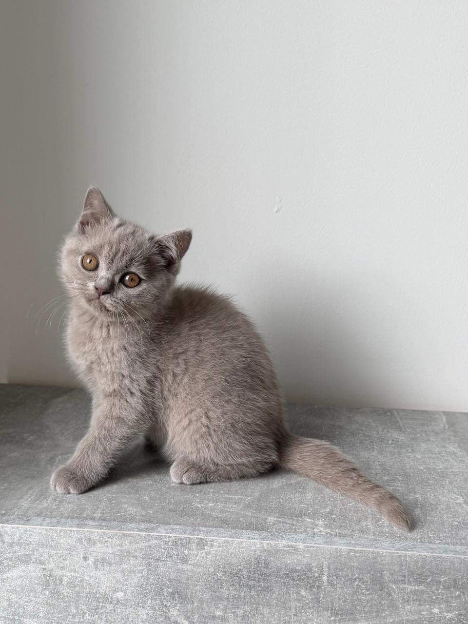Te koop lieve Britse korthaar katertje
