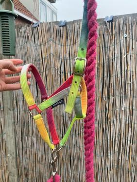 Veulen halster met touw