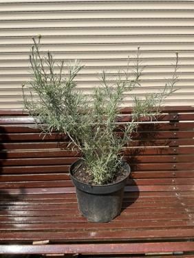 Kerrieplant
