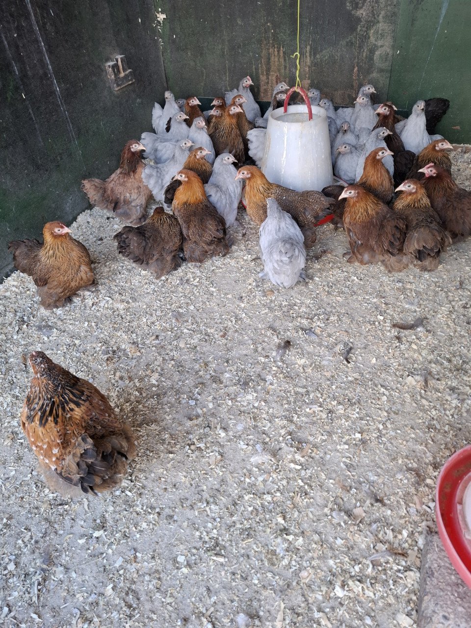 3 dolle dierendagdagen bij DIERTOTAALARJO...