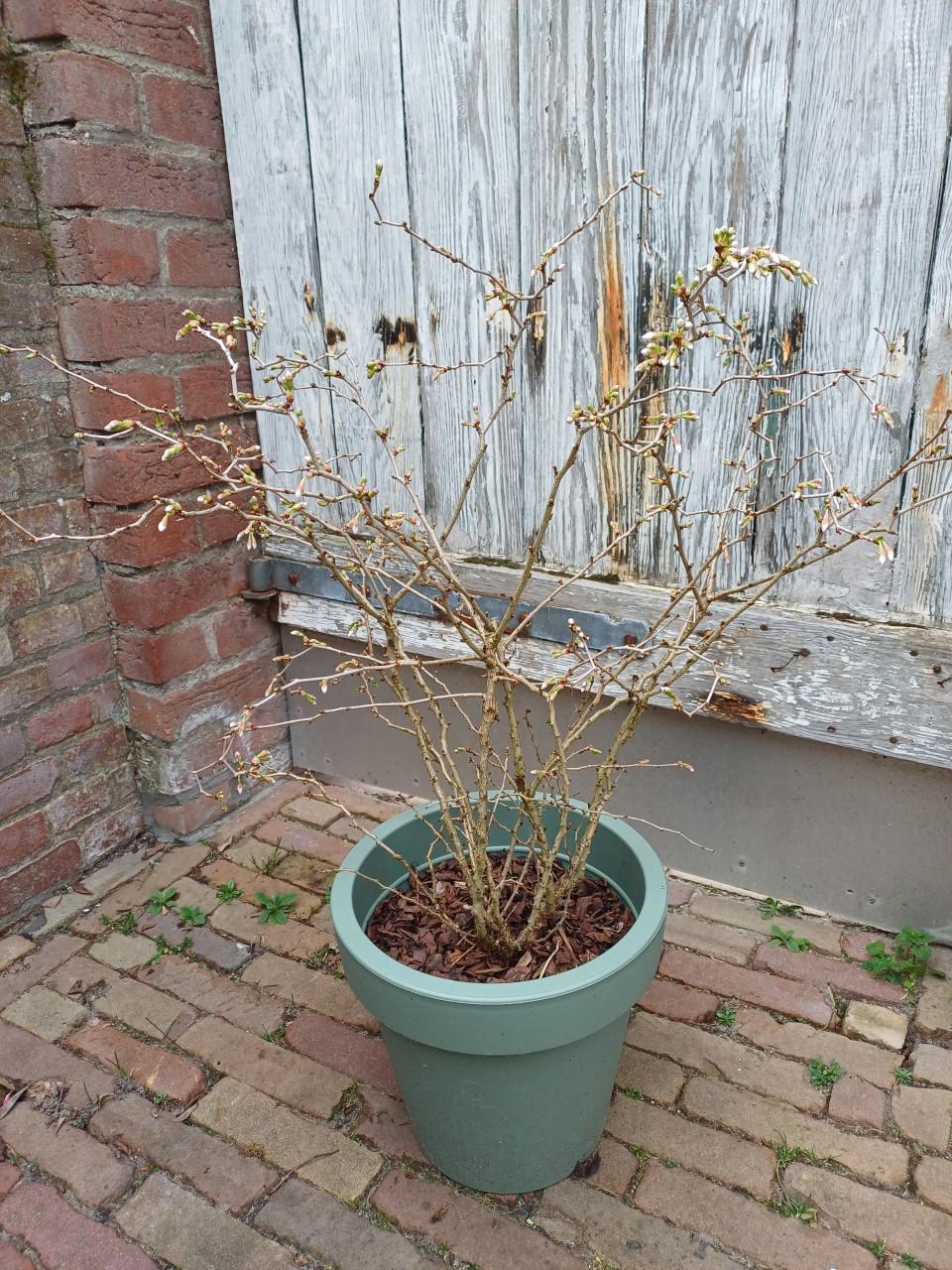 Zin in de LENTE? Prachtig PRUNUS struikje incl. buitenpot