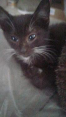 Kittens