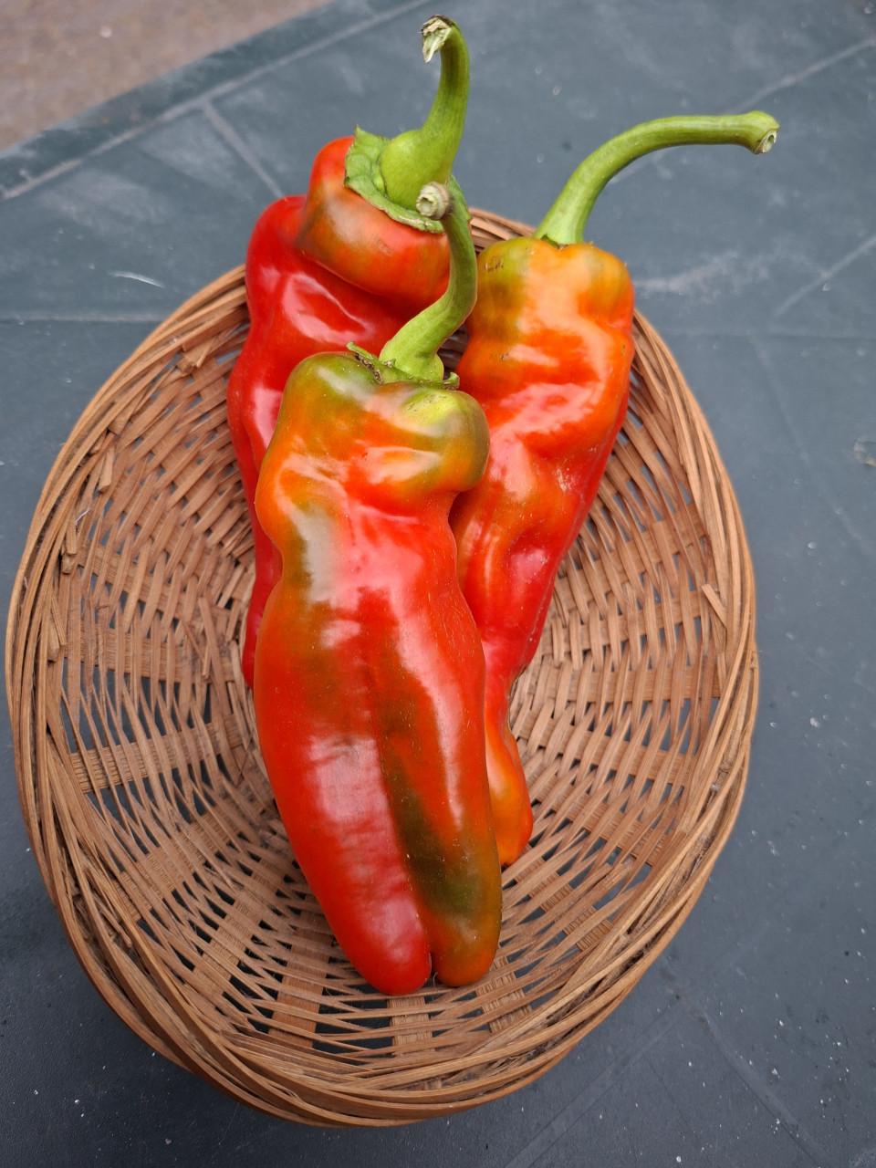 Moestuin zaden