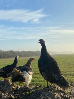 Gezocht: mooie tamme kalkoenhaan