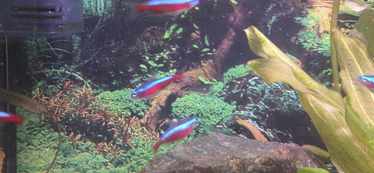 Tetra's 8 stuks