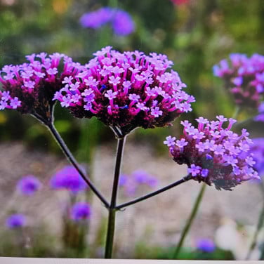 Verbena  bernagie  prikneus