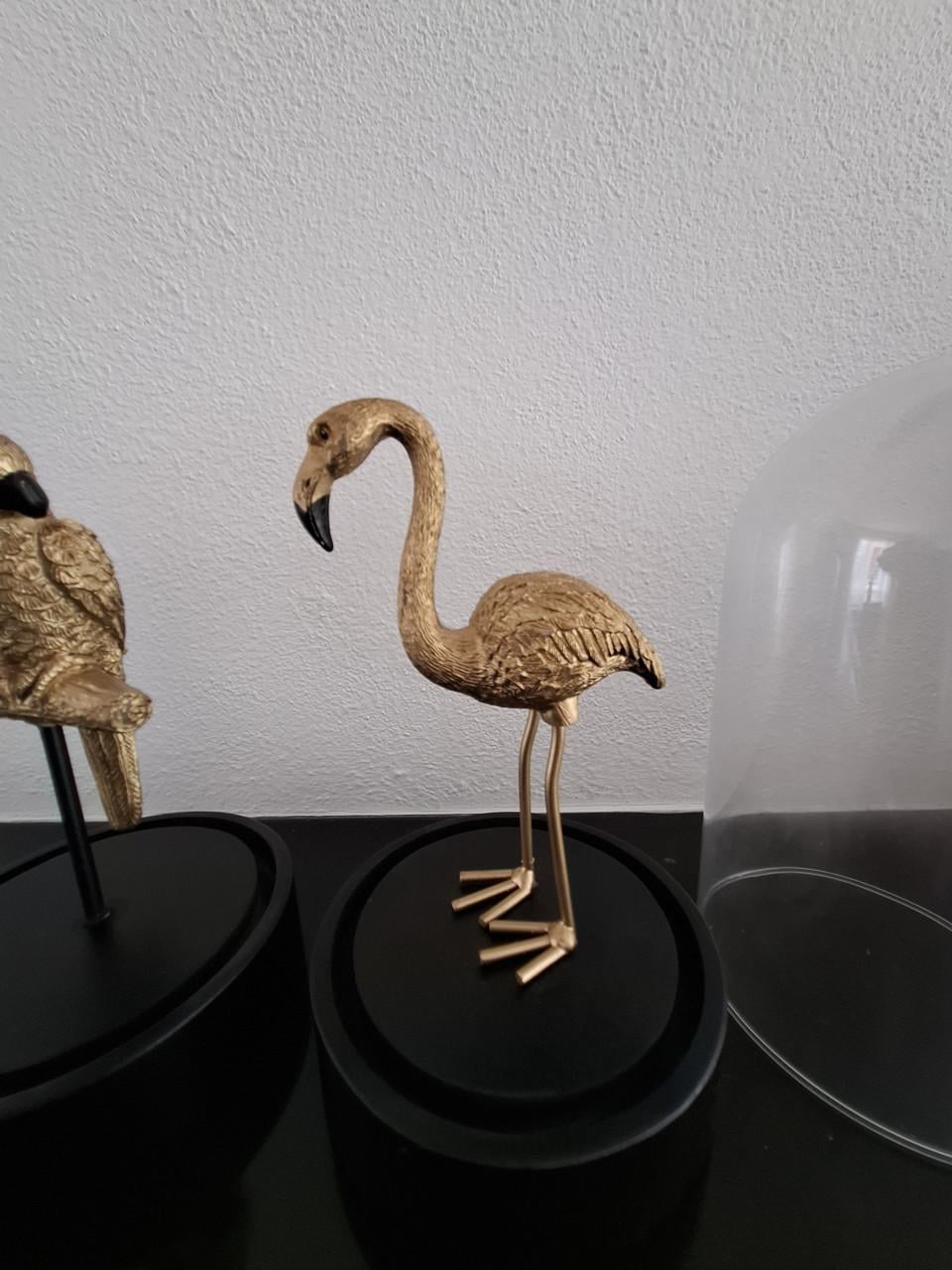 Papegaai en flamingo onder stolp