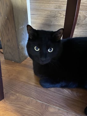 Ik zoek een goed huis voor lieve kater