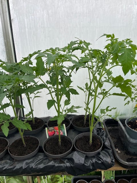 Tomaten-planten, rode puntpaprika en courgette