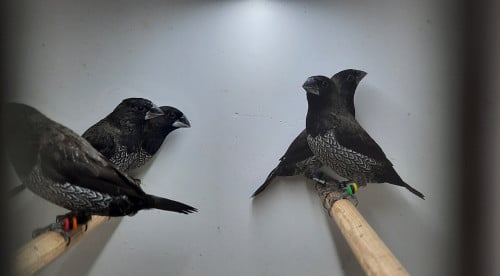 Japanse Meeuwtjes - Zwartgrijs