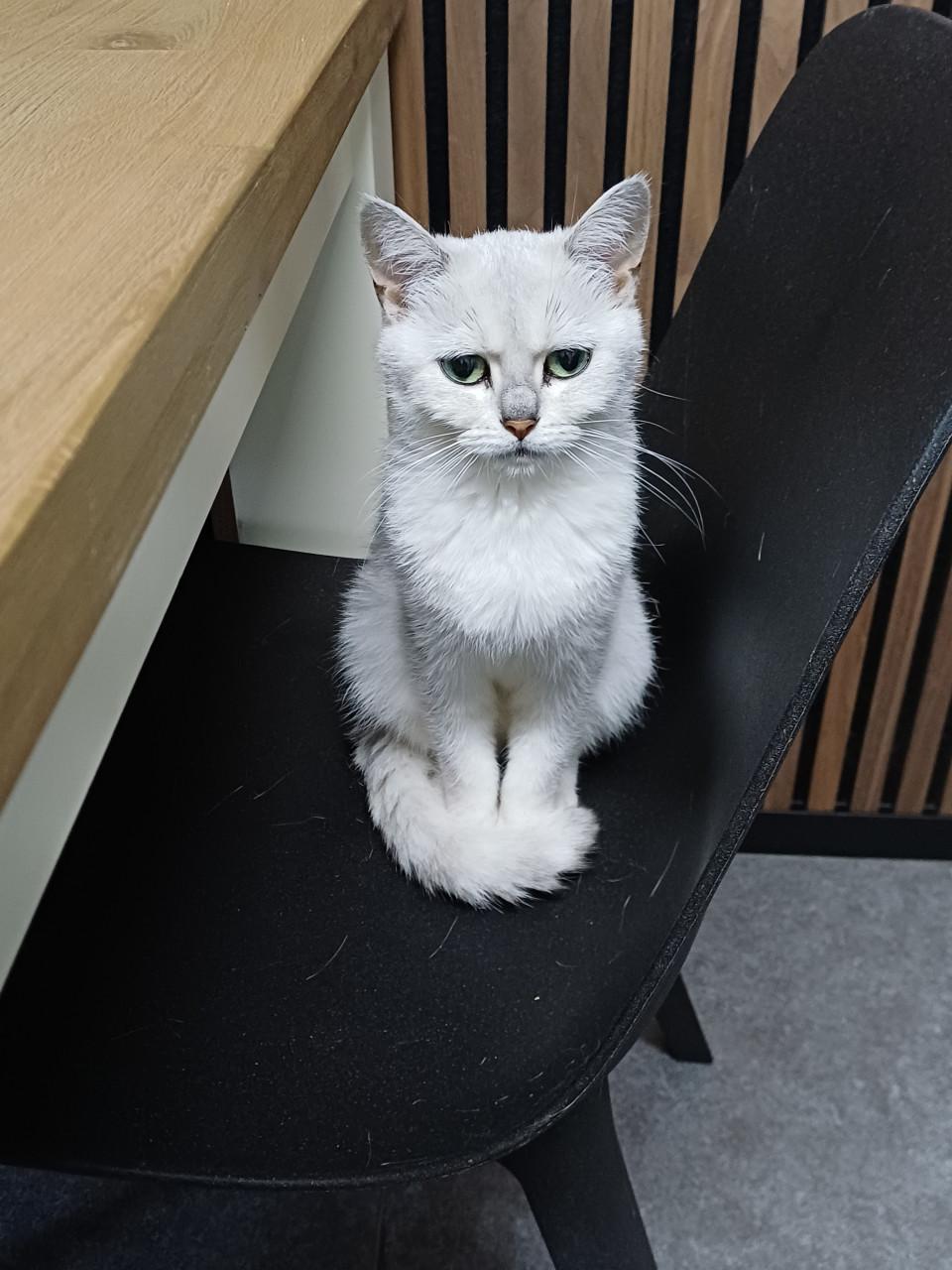 We zoeken voor onze 2 lieve Brits Korthaar poezen een nieuw huisje.