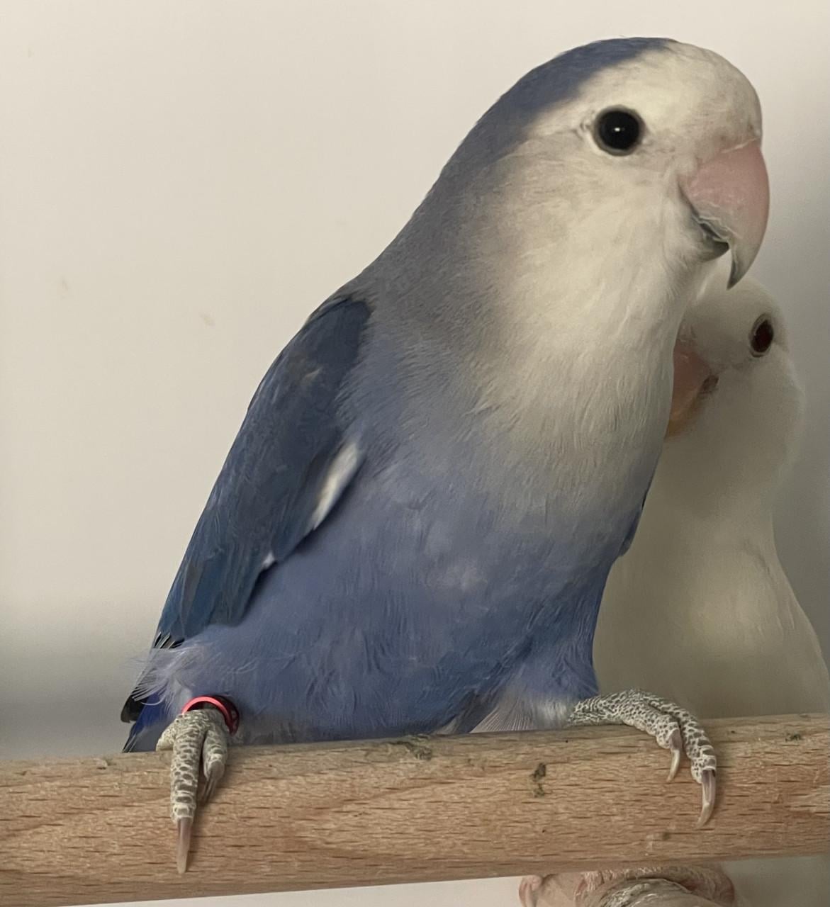 Violet blauwe agapornis man.