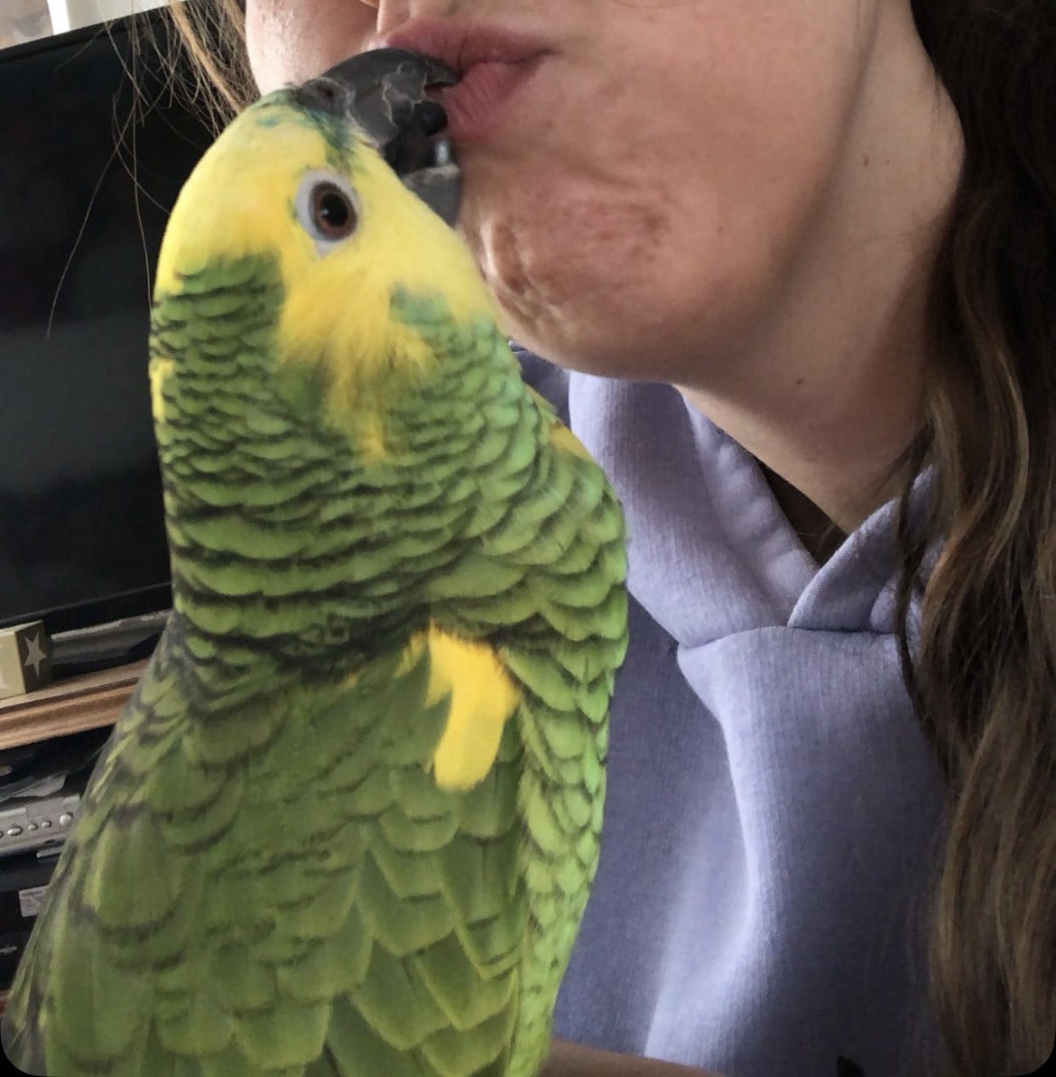 Blauwvoorhoofd Amazone