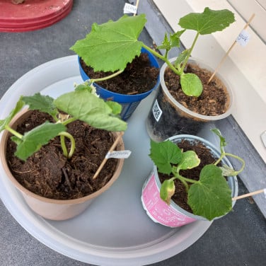 Augurkenplantje