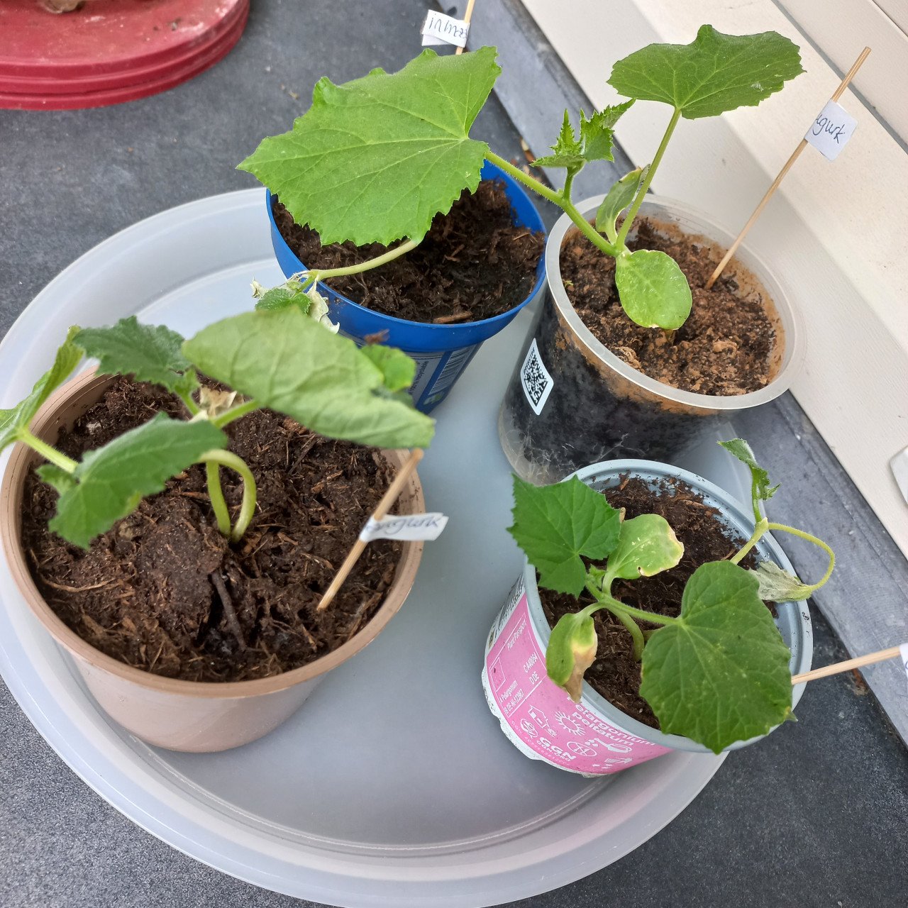 Augurkenplantje